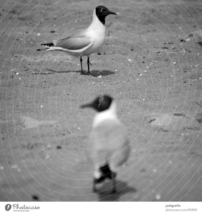 Richtungen Lachmöwe Möwe 2 Vogel Tier Strand Verschiedenheit schwarz grau trist Küste Kommunizieren Sand Blick Ostsee Schwarzweißfoto paarweise Tierpaar