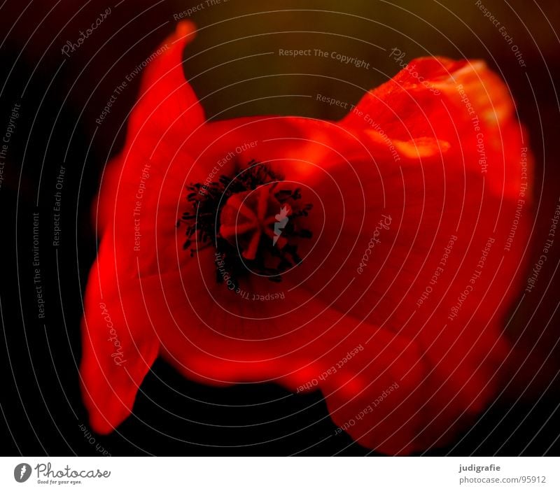 Mohn Blüte Blume Wiese Pflanze zart rot schwarz weich nah klein Sommer Stempel Natur Leben