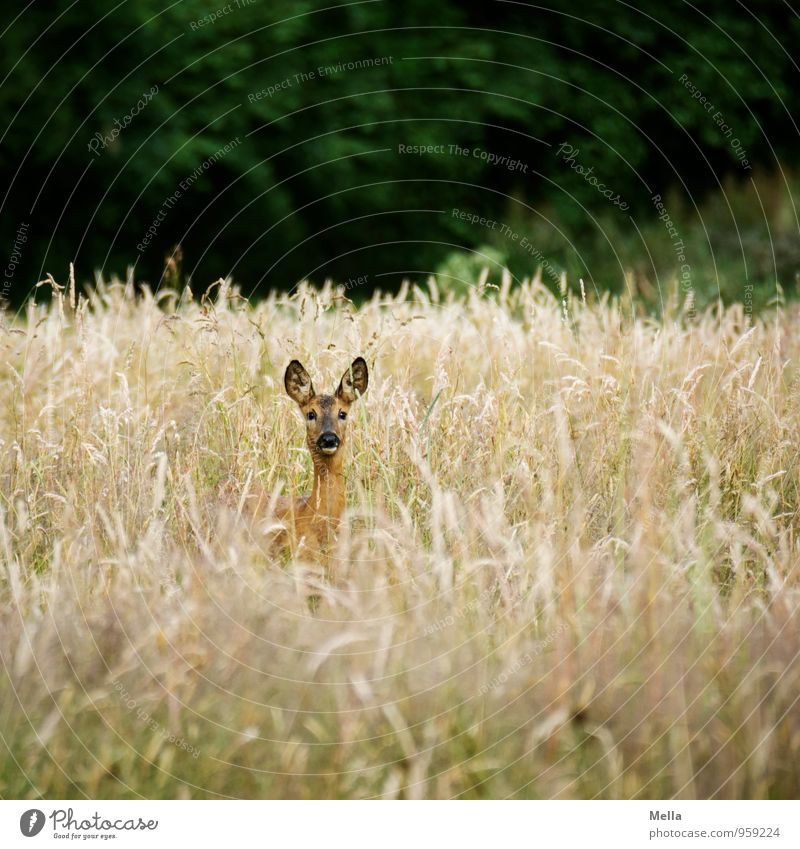 Gutenmorgenreh Umwelt Natur Landschaft Tier Sommer Pflanze Gras Wiese Feld Wildtier Reh 1 beobachten Blick frei natürlich Neugier Freiheit Wachsamkeit Kontrolle