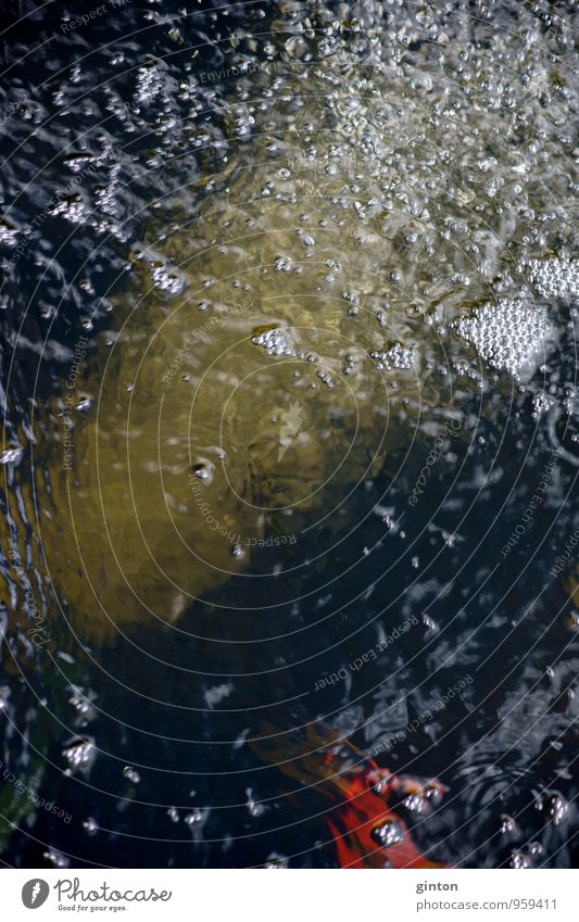 Sauerstoffpumpe im Teich Umwelt Natur Tier Wasser Wassertropfen Wellen Haustier Fisch 1 atmen Schwimmen & Baden Flüssigkeit glänzend nah maritim wild Farbfoto