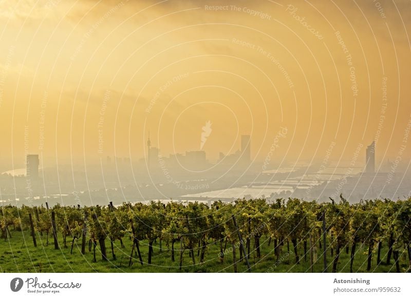 Morgen über Wien 1 Umwelt Natur Landschaft Pflanze Luft Himmel Horizont Sonnenaufgang Sonnenuntergang Sonnenlicht Herbst Wetter Schönes Wetter Sträucher Wiese