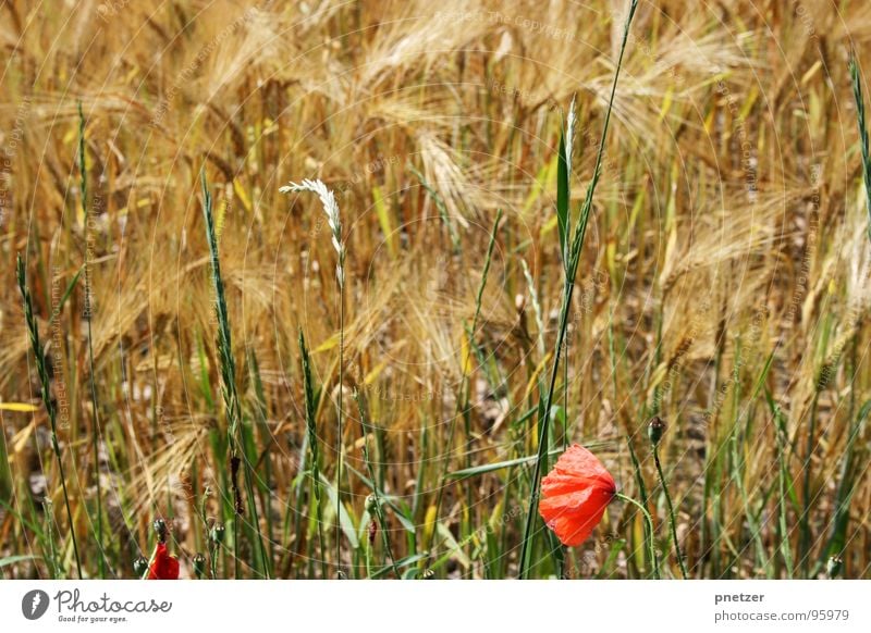 Come whatever may Mohn Weizen Feld Landwirtschaft rot Blüte Gras Sommer Korn