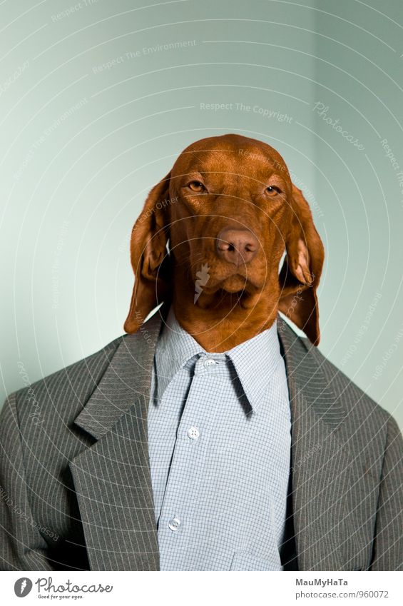 Mein Hund Lifestyle elegant Stil Design schön Haare & Frisuren Haut Gesicht Modellbau Stuhl Tier Haustier Tiergesicht 1 wählen genießen machen Blick Glück