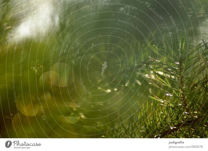 Wald Umwelt Natur Pflanze Wildpflanze leuchten glänzend natürlich Spitze stachelig wild grün Stimmung Hoffnung Tannennadel Tannenzweig Nadelbaum Kiefer Farbfoto