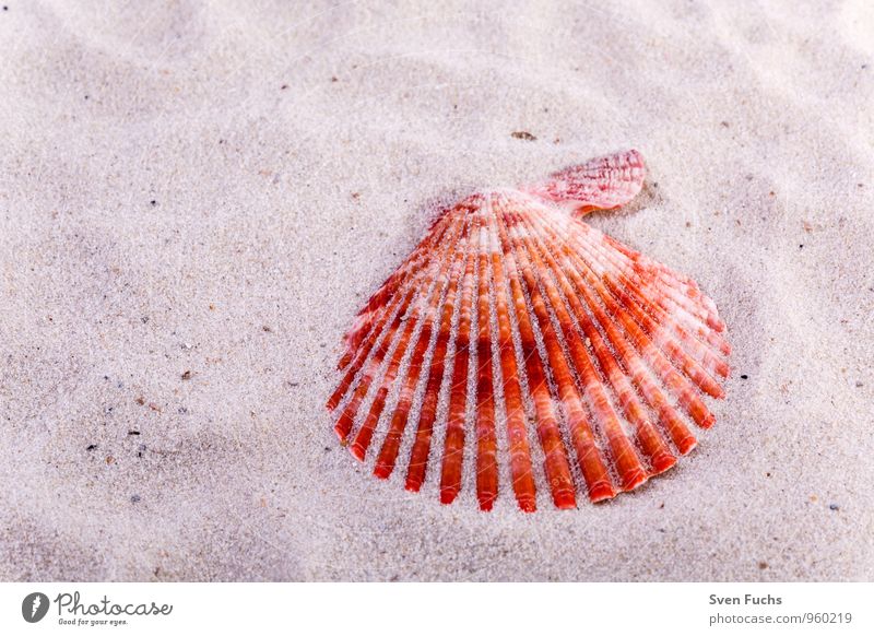 Muschel Wellness Strand Meer Natur Sand maritim mehrfarbig muschelkalk schale schalentier stern Symbole & Metaphern Nahaufnahme