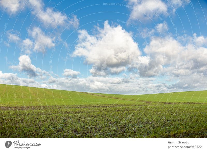 Schlichtes Feld Umwelt Natur Landschaft Himmel Wolken Frühling Schönes Wetter Nutzpflanze Hügel Wachstum authentisch Ferne Unendlichkeit natürlich positiv blau