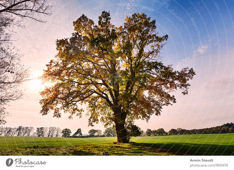 Baum - Morgen ruhig Natur Landschaft Pflanze Himmel Wolkenloser Himmel Sonne Sonnenaufgang Sonnenuntergang Herbst Eiche Park Wiese Feld Wald leuchten stehen alt