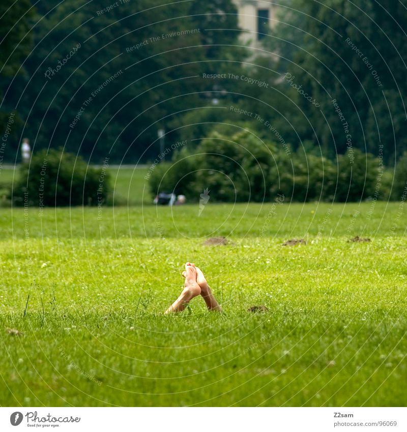 mittagspause Mittagspause Pause Wiese Erholung Ferien & Urlaub & Reisen grün Park baumeln Frau Sträucher Gras Fenster Haus Sommer Fröhlichkeit lesen Mensch