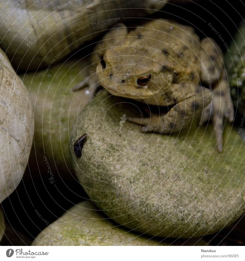 Hugo schaut ruhig Tier Frosch Stein beobachten dick kalt grün bequem Umweltschutz beige Erdkröte Tarnfarbe feucht bewegungslos Kröte Lurch Artenschutz