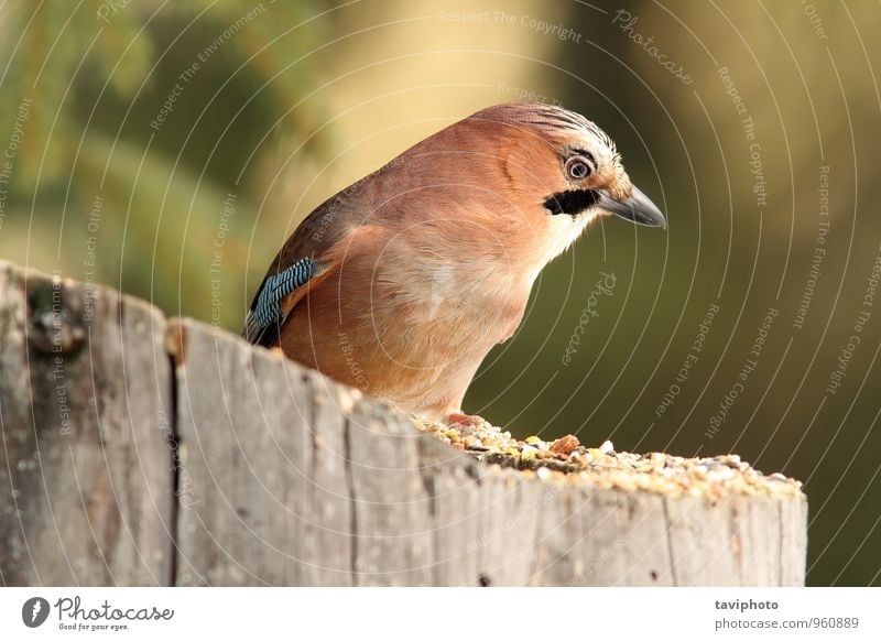 Gartenvogel auf einem Stumpf schön Umwelt Natur Tier Park Wald Vogel beobachten sitzen stehen wild blau braun schwarz weiß Farbe Garrulus eurasisch glandarius