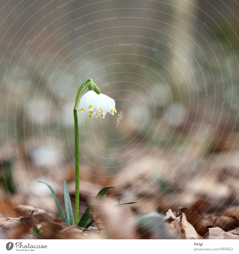 Märzenbecher Umwelt Natur Landschaft Pflanze Frühling Blume Blatt Blüte Wildpflanze Wald Blühend stehen Wachstum ästhetisch schön natürlich braun grün weiß