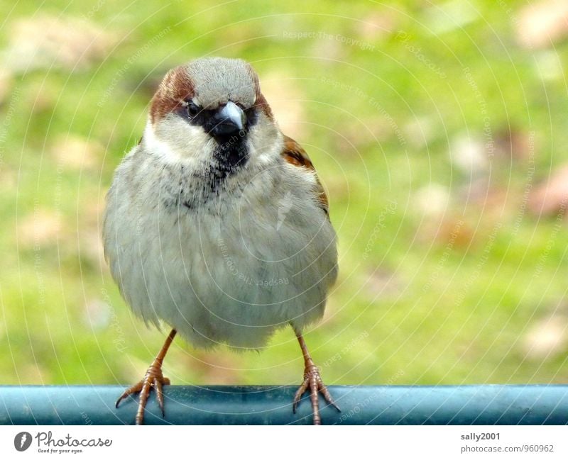 auf schlanken Füßchen... Tier Vogel Spatz 1 beobachten fliegen sitzen stehen warten Freundlichkeit schön klein Neugier rund weich braun grau Erwartung