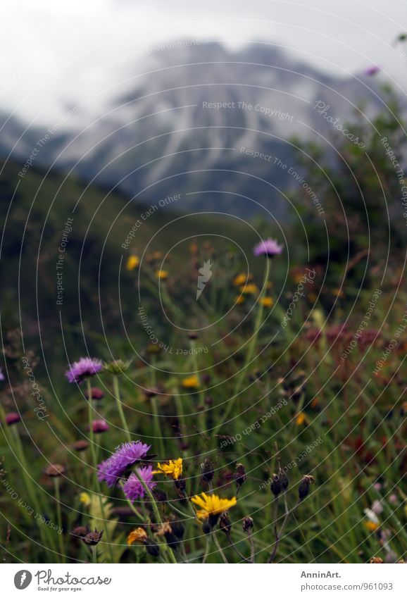 Bergblumen Erholung ruhig Ferien & Urlaub & Reisen Ausflug Abenteuer Ferne Freiheit Berge u. Gebirge wandern Klettern Bergsteigen Ruhestand Umwelt Natur