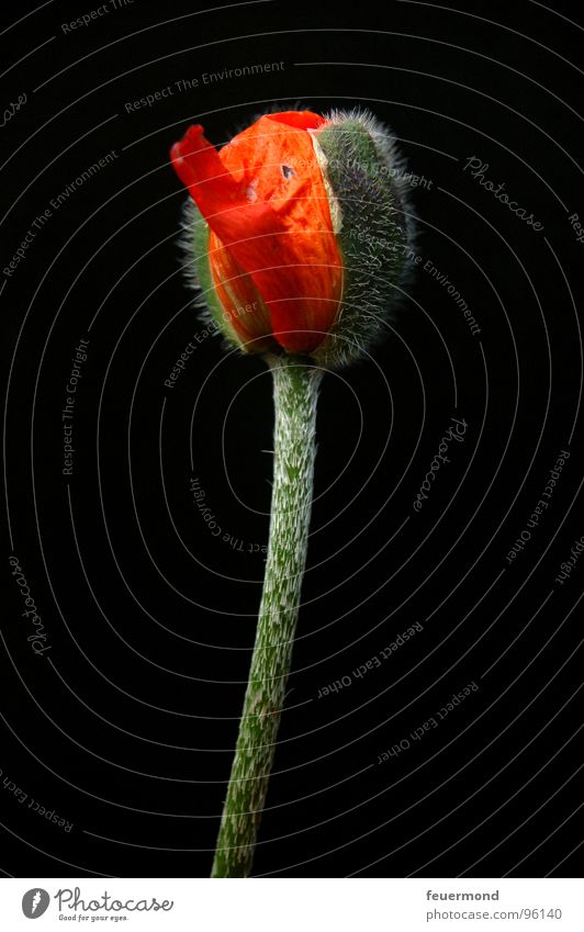 Noch schläft er. Mohn Blüte Pflanze aufwachen schlafen Ausbruch Blütenknospen herausbrechen poppy bloom bud awake wake up sleep outbreak