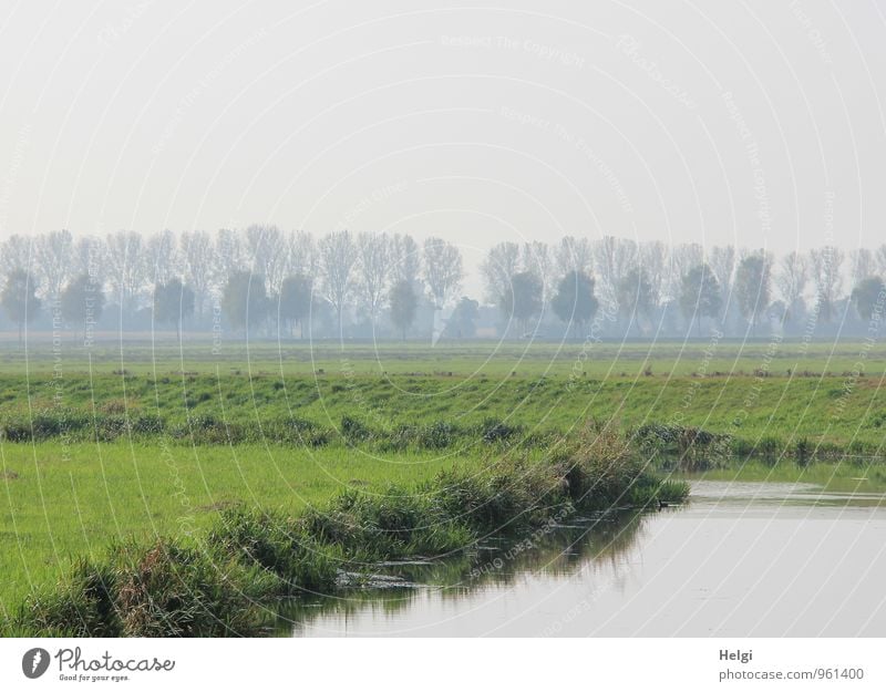 Restnebel am Fluss... Umwelt Natur Landschaft Pflanze Wasser Himmel Herbst Nebel Baum Gras Grünpflanze Wildpflanze Flussufer stehen Wachstum authentisch