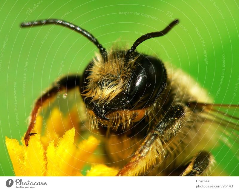 Erdbiene ( Andrena florea ) 01 Sandbiene Biene Wespen Insekt Honig fleißig gelb schwarz grün gestreift Sommer Frühling Fühler Tier Sammlung Makroaufnahme