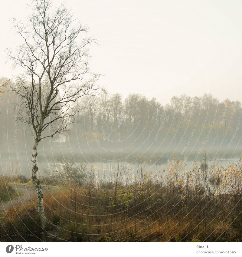 HerbstNebel Umwelt Natur Winter Wetter Baum Sträucher Birke Moor Sumpf See dunkel ruhig Gedeckte Farben Außenaufnahme Menschenleer Textfreiraum rechts