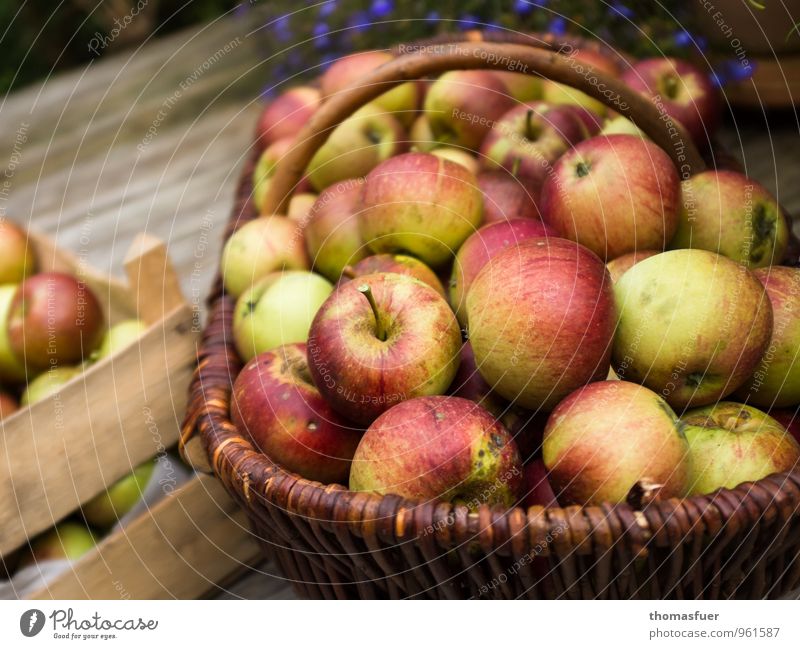 Apfelernte Frucht Bioprodukte Vegetarische Ernährung Gesundheit Herbst Garten Terrasse Holz ruhig Pause Korb Kiste Ernte saftig reif ökologisch Farbfoto