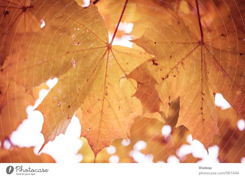 Zwillinge? Natur Pflanze Herbst Baum Blatt alt fallen Kitsch natürlich braun Ahorn Autum Unschärfe