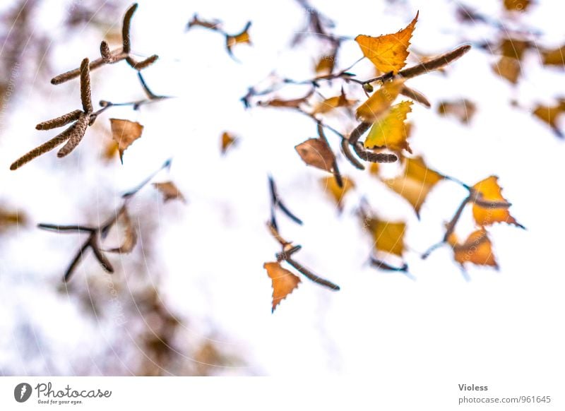 the falling... Natur Pflanze Herbst Baum Blatt natürlich braun gelb Birke Kätzchen Experiment High Key