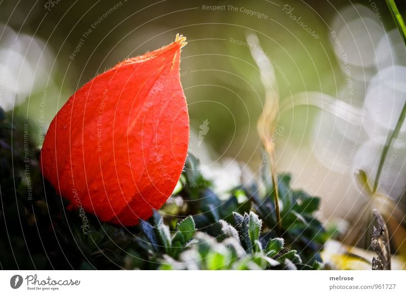 Bokehphysalis Natur Pflanze Erde Herbst Moos Blüte Nutzpflanze Wildpflanze exotisch "Physalis," Südfrüchte Nachtschattengewächse Lampionblume Feld Wald "Bokeh,"