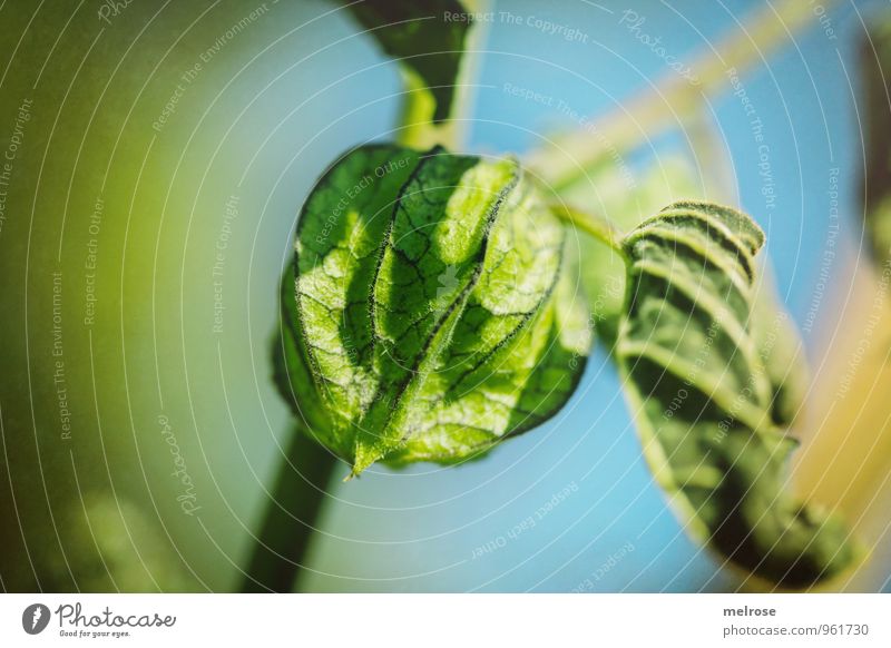 unreife Physalis Natur Pflanze Himmel Herbst Schönes Wetter Blatt Blüte Nutzpflanze Wildpflanze exotisch Nachtschattengewächse Lampionblume Kapstachelbeere