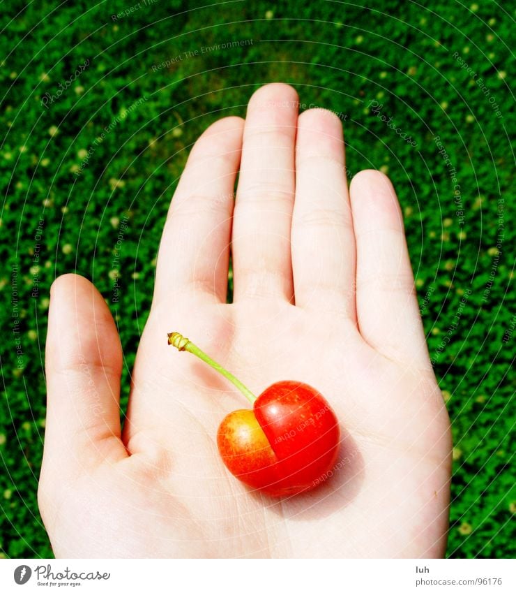 Darf ich vorstellen? Cherrylady. grün Wiese Gras Kirsche Hand Handfläche rot gelb lecker Sommer Frucht Rasen red cherry guck mal bitteschön Haut luh