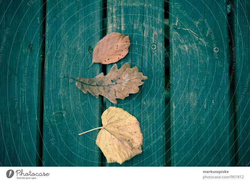 herbstlaub Freizeit & Hobby Spielen Basteln Ausflug Abenteuer Expedition Erntedankfest Halloween Kindererziehung Bildung Kindergarten Pflanze Baum Blatt