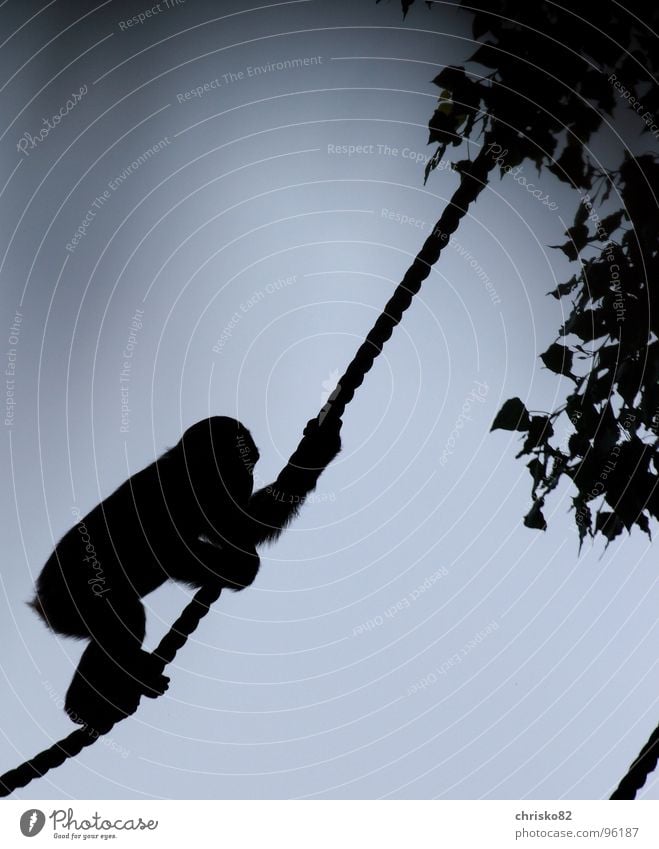 Schimpanse II Affen Schimpansen Zoo Menschenaffen toben Baum Gegenlicht Liane Afrika Unsinn heiß Sonntag Silhouette Säugetier Klettern Seil Himmel cheetah