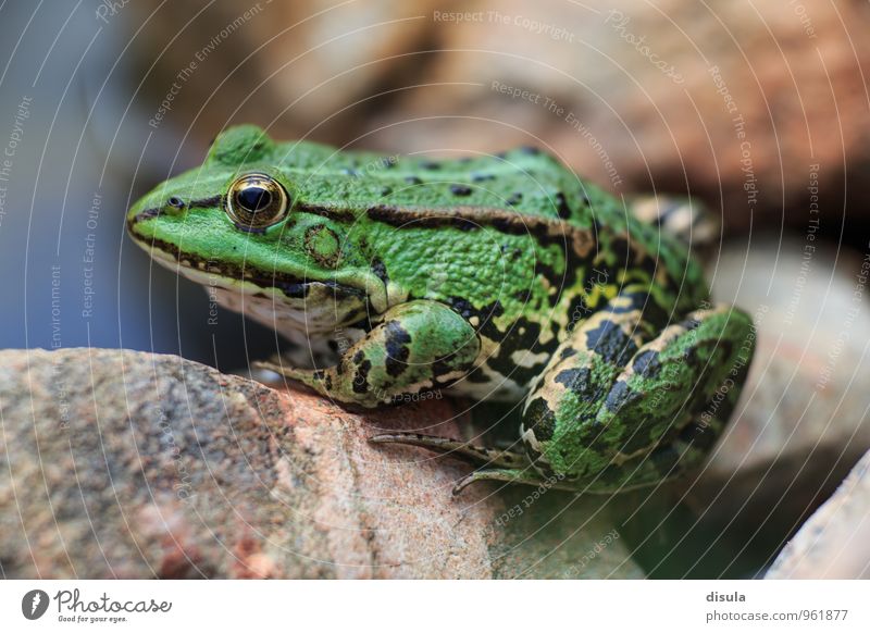 Teichfrosch sitzt auf einem Stein Tier Frosch Amphibie Wasserfrosch Auge Lurch sitzen grün schwarz geduldig ruhig Echter Frosch Pelophylax Pelophylax esculentus