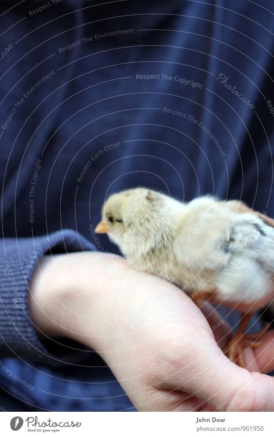 Neujahr Hand toben tragen Fröhlichkeit Glück Vertrauen Sicherheit Geborgenheit Tierliebe neugeboren Küken weich Aufregung Neugier niedlich schützend Beschützer