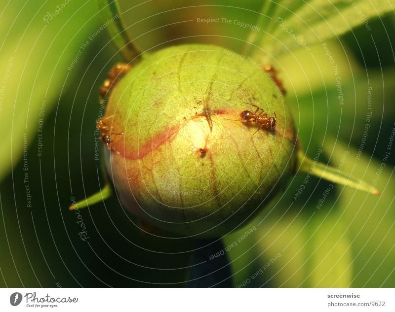 Planet der Ameisen Blume krabbeln Makroaufnahme