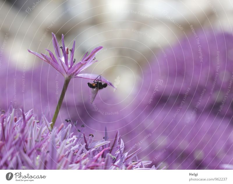 Alliumblüte... Umwelt Natur Pflanze Frühling Blume Blüte Garten Tier Fliege 1 Blühend Wachstum ästhetisch außergewöhnlich schön einzigartig klein natürlich grau