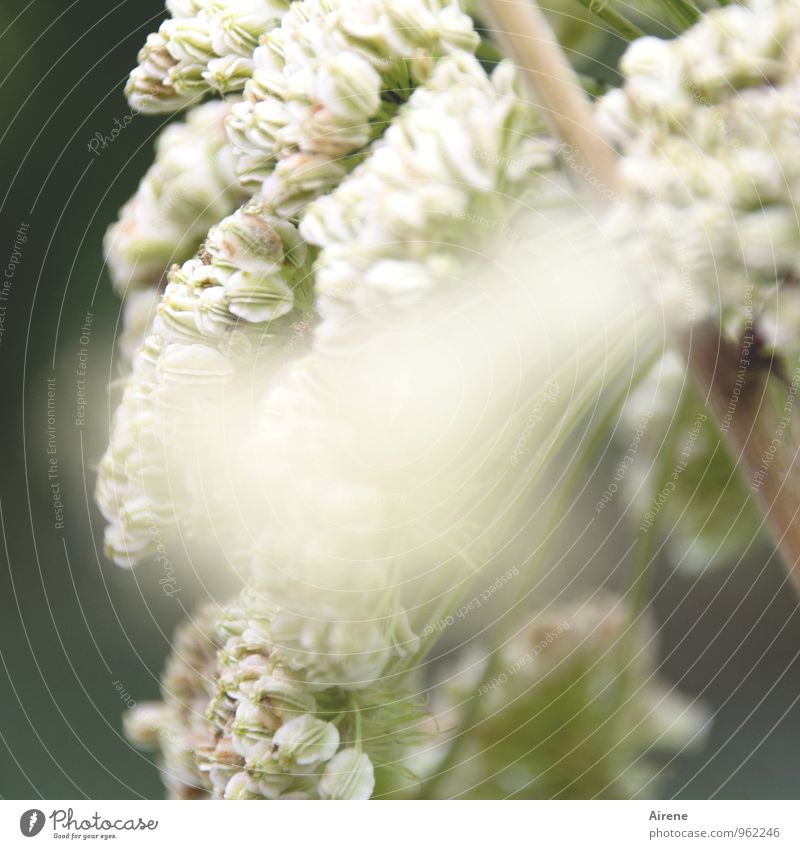 wilde Angelika II Pflanze Blume Blüte Samen Engelwurz Feld Alpen grün weiß Natur hellgrün Farbfoto Nahaufnahme Unschärfe Engelswurz Angelica Heilpflanze