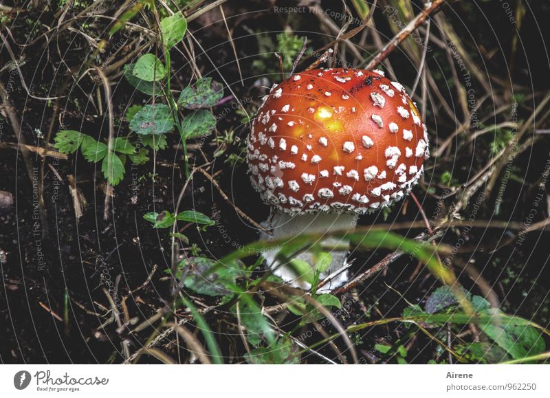 viel Glück zum Geburtstag, montecarlo! Erde Pflanze Wildpflanze Pilz Pilzhut Fliegenpilz Zeigerpilz Wald Fröhlichkeit natürlich grün rot weiß