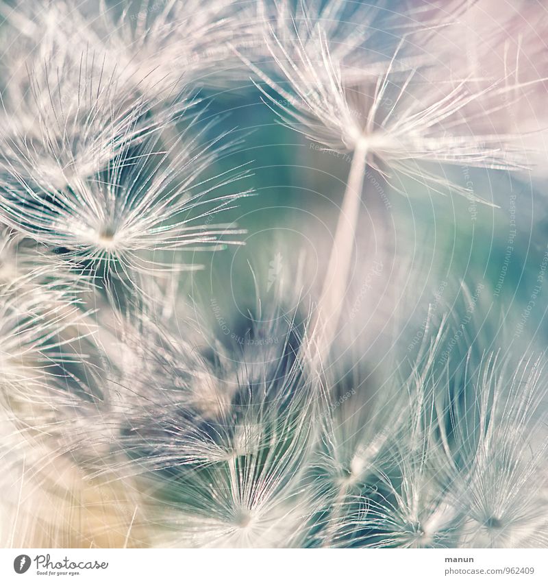 Schirmflieger Natur Pflanze Sträucher Wildpflanze Samenpflanze Löwenzahn Haarflieger Fortpflanzung Unkraut natürlich weich blau türkis weiß Wachstum zart