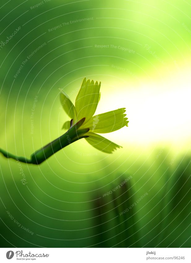 Scheinwerfer Blume Blüte Wachstum gelb grün Pflanze Sträucher Staubfäden Unschärfe schön Gras Wiese Licht Beleuchtung Lampe Signal Blühend Natur Leben Stengel