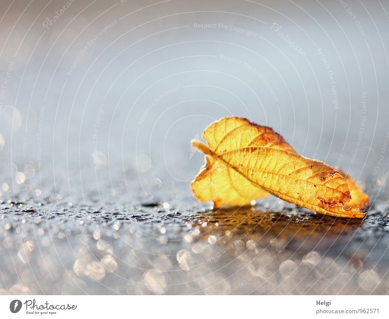 Herbstlicht... Umwelt Natur Pflanze Blatt Verkehrswege Straße Asphalt glänzend leuchten liegen ästhetisch außergewöhnlich einfach schön einzigartig nass