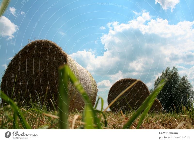 Heu Vs. Traktor II Heuballen Sommer Stroh Strohballen Gras Feld gelb Landwirtschaft Wolken Außenaufnahme Dorf Wiese ruhig Natur Himmel Feldaufnahme blau