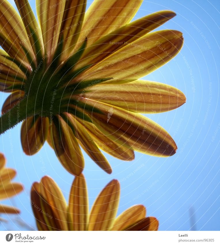 Unter den Blumen lll Blüte grün gelb rot Blütenblatt Stengel Fröhlichkeit Sommer Himmel Nahaufnahme