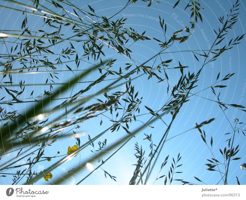 Liebling, ich hab die Kinder geschrumpft! Blume Pflanze Feld filigran Halm Wiese Gras Himmel blau