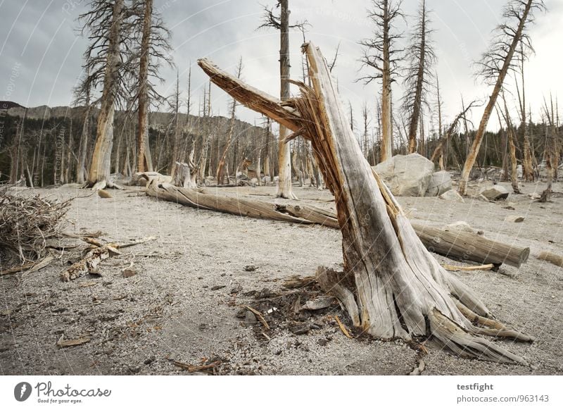 baumsterben Umwelt Natur Landschaft Pflanze Tier Erde Sand Wolken Klima Klimawandel Wetter schlechtes Wetter Baum Wald bedrohlich gruselig Krankheit