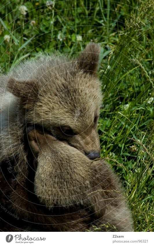 geschwisterliebe Tier Kuscheln Küssen Liebe niedlich Freundlichkeit weich Teddybär Fell Wildtier gefährlich Bär Zusammensein 2 allerliebst kuschlig Tierjunges