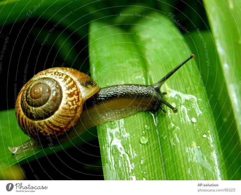 Schnecke *2 Landlungenschnecke Tier Haus Schneckenhaus schleimig Schleim Fühler krabbeln langsam Geschwindigkeit Spirale Blatt Gras zurückziehen zerbrechlich