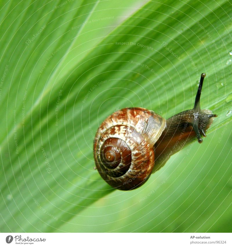 Schnecke *3 Landlungenschnecke Tier Haus Schneckenhaus schleimig Schleim Fühler krabbeln langsam Geschwindigkeit Spirale Blatt Gras zurückziehen zerbrechlich