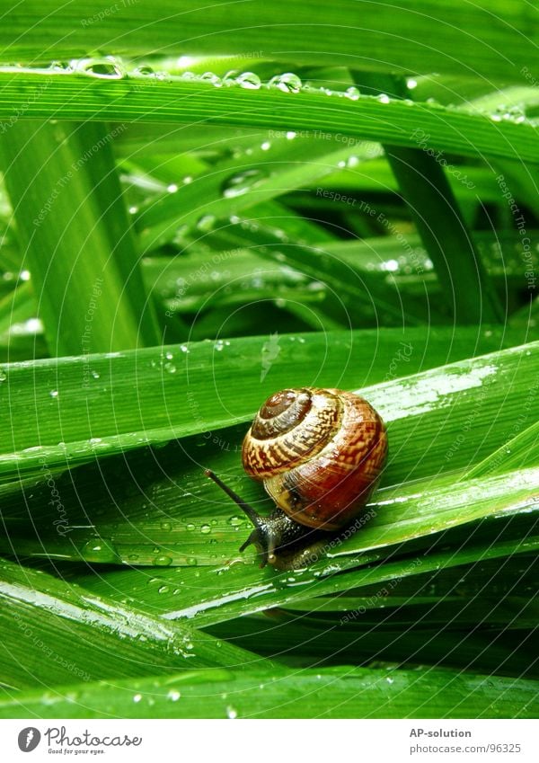 Schnecke *4 Landlungenschnecke Tier Haus Schneckenhaus schleimig Schleim Fühler krabbeln langsam Geschwindigkeit Spirale Gras zurückziehen zerbrechlich Zwitter