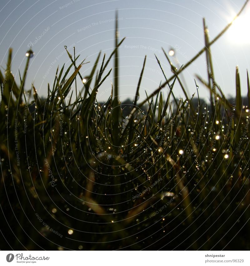 Der letzte Morgentau in Westhofen Gras Wiese nass feucht Sommer Quadrat Freude Makroaufnahme Nahaufnahme Seil Sonner Wassertropfen Himmel Abschlußprüfung 2007