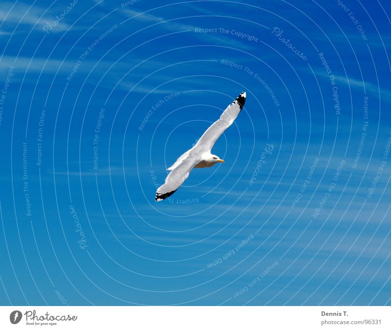 Sailing across the sky Freude schön Ferien & Urlaub & Reisen Freiheit Sommer Strand Meer Insel Segeln Auge Mund Beine Natur Tier Sand Himmel Wolken Wind Nordsee