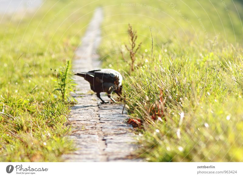 Krähe auf dem Mauerstreifen Vogel Berliner Mauer Kalter Krieg Gras Rasen Wiese Todesstreifen Ferne Tiefenschärfe Sommer grün Grenzgebiet grünen Denkmal