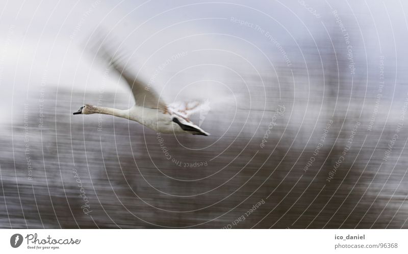 Auf und Davon! - Schwan Umwelt Natur Tier Vogel Flügel 1 Geschwindigkeit Isar München flattern Wildnis Spannweite Farbfoto Außenaufnahme Bewegungsunschärfe